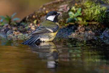 Kohlmeise (parus major) © Rolf Müller