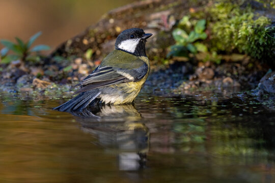 Kohlmeise (parus major)