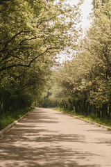 Fototapeta premium A road in the botanical garden, Almaty, Kazakhstan