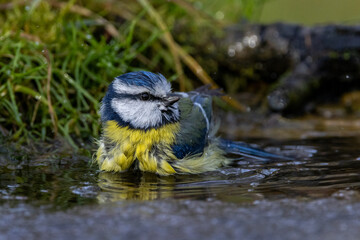 Blaumeise (Cyanistes caeruleus) © Rolf Müller