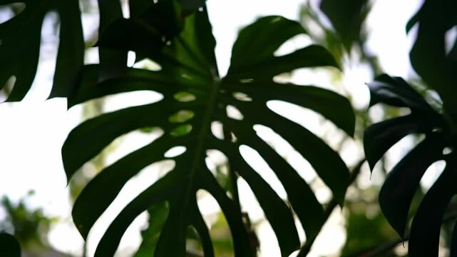 Silhouetted monstera deliciosa leaf with intricate cutouts against a bright, blurred natural background, tropical plant detail