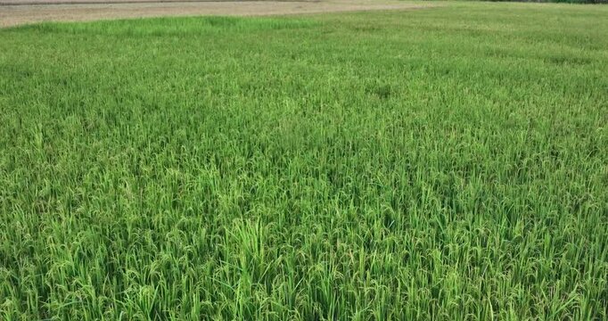 A drone follow shot glides over Assam&rsquo;s lush green paddy fields, capturing vibrant rice plants swaying gently, reflecting nature&rsquo;s vitality and the promise of a bountiful harvest. 4K