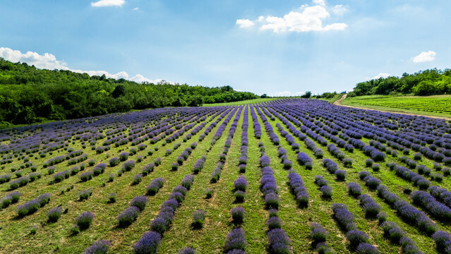 Aerial view of lavender fields in rows with lush green hills and trees under a bright blue sky in Novi Sad, Vojvodina, Serbia.