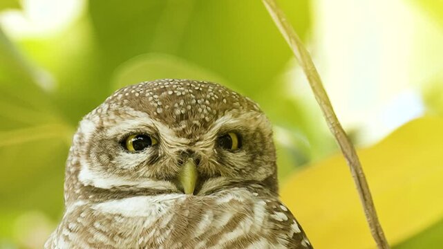 Spotted Owlet Perched in Natural Habitat at Gujarat India