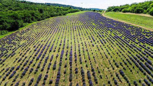 Aerial view of a vibrant lavender field with rows of purple flowers stretching across the landscape, bordered by lush green trees and a dirt path in Novi Sad, Vojvodina, Serbia.
