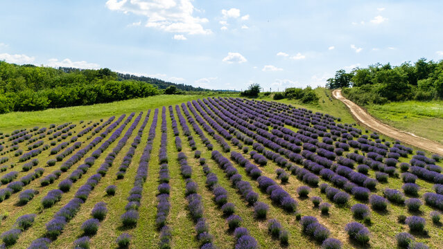 Aerial view of rows of blooming lavender plants in a field with a dirt path and lush green trees under a bright blue sky in Novi Sad, Vojvodina, Serbia.
