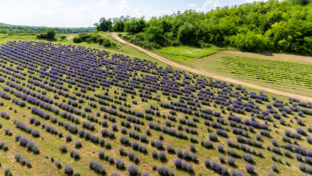 Aerial view of a vibrant lavender field with rows of purple flowers, a winding dirt road, and lush green trees in the countryside of Novi Sad, Vojvodina, Serbia.