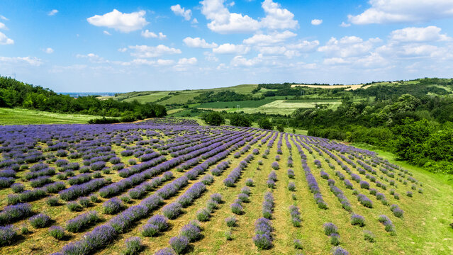 Aerial view of a vibrant lavender field with rows of purple flowers stretching across rolling green hills under a bright blue sky in Novi Sad, Vojvodina, Serbia.