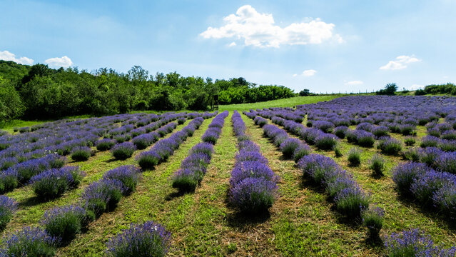 Aerial view of blooming lavender fields planted in neat rows with lush green grass and a backdrop of trees under a bright blue sky in Novi Sad, Vojvodina, Serbia.