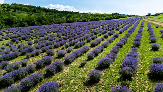 Aerial view of rows of blooming lavender plants in a field with green hills and trees in the background under a bright blue sky in Novi Sad, Vojvodina, Serbia.