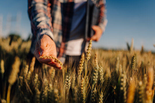 Farmer hand touching wheat crop in field