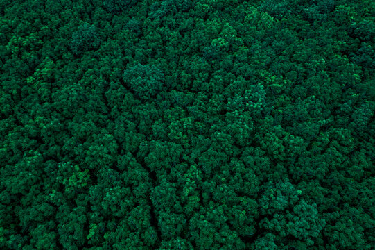 Dense tropical rainforest canopy captured from aerial perspective creating a natural green background for ESG investment, sustainable business and climate responsibility concepts.