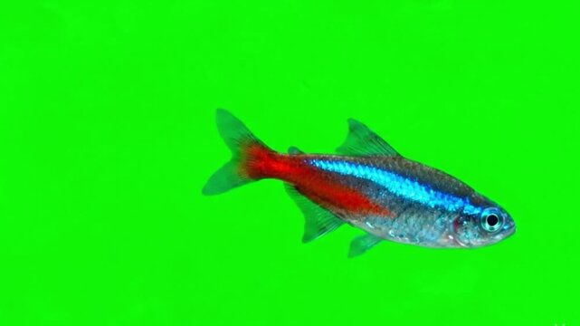 Fish Video of one Neon Tetra are swimming on the green screen background