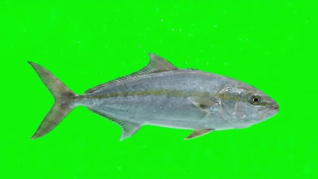 Fish Video of one Greater amberjack are swimming on the green screen background