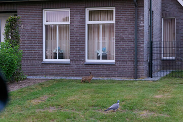 hare in a village © Duvekot Fotografie