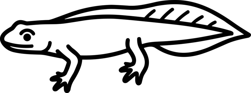 Tadpole with legs, salamander larva, amphibian life, simple line drawing