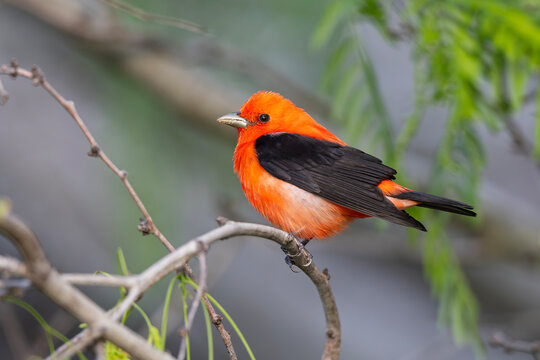 An adult male The scarlet tanager (Piranga olivacea) perched in a branch.