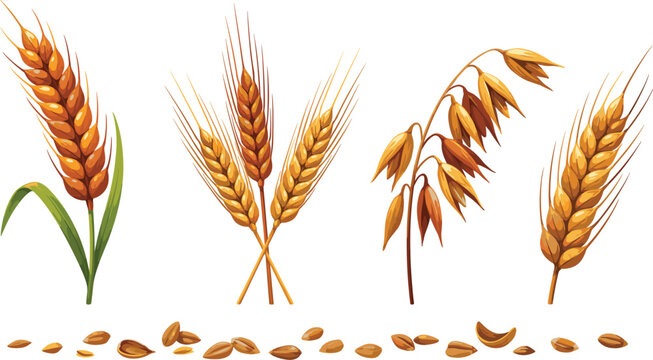 Golden wheat ears barley stalks rye and oats grain set with loose seeds vector illustration isolated on a white background for agriculture design