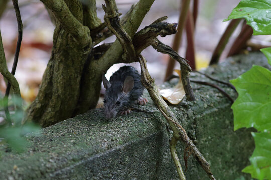 Close-up of a small wet mouse sitting on a concrete ledge among tree roots and green leaves