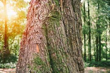 Obraz premium Brown bark texture on a tall tree outdoors