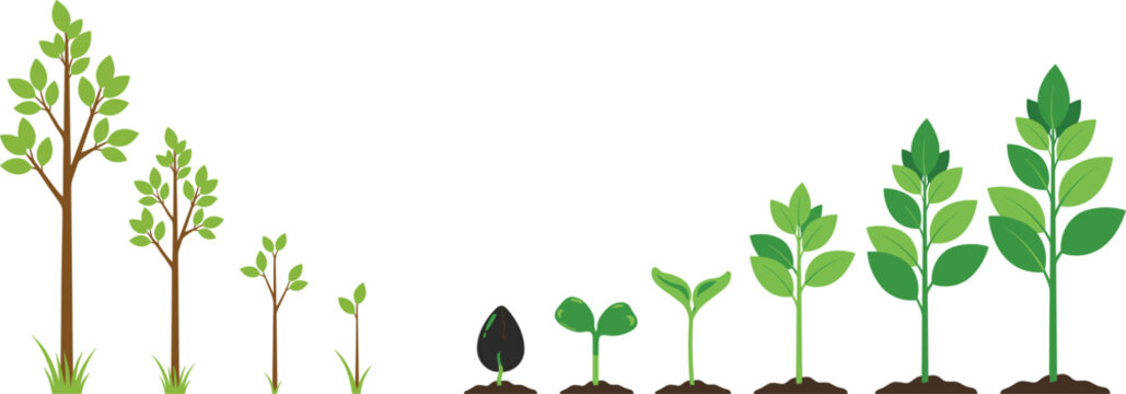 Plant and tree growth life cycle stages set from seed germination sprout seedling roots to soybean pods and mature tree vector illustration