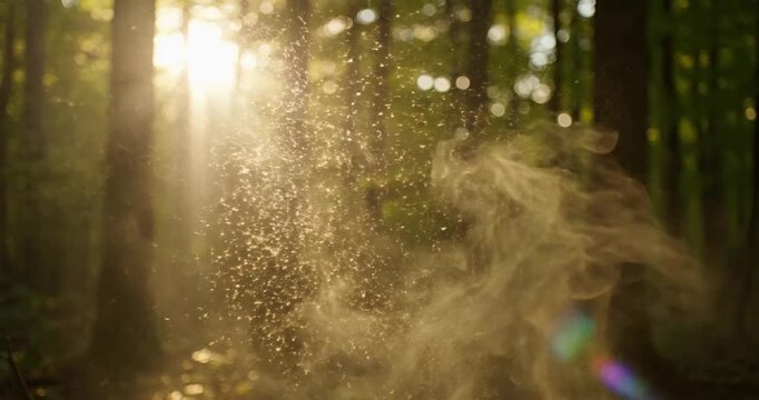 Sunlight filtering through forest trees.