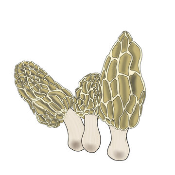 Morel Mushroom