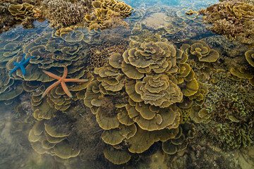 Coral Reef Conservation at Hon Yen, Phu Yen, Vietnam © huong