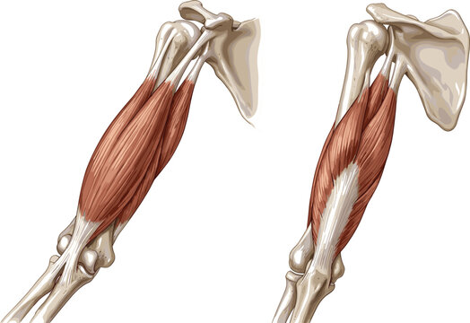 Anatomical vector illustration of human upper arm muscles showing biceps and triceps brachii from different angles