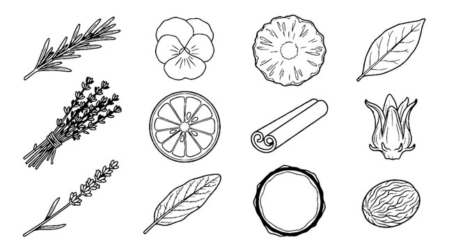 Hand drawn botanical herbs and spices collection with lavender rosemary cinnamon and citrus slices.