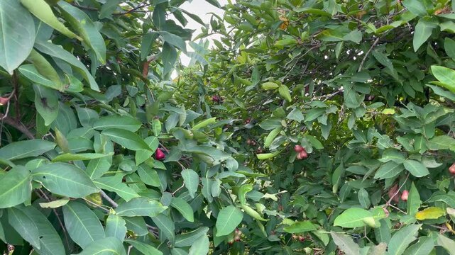 Lush green wax apple tree in tropical backyard garden