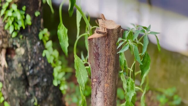 Wilted chili plant