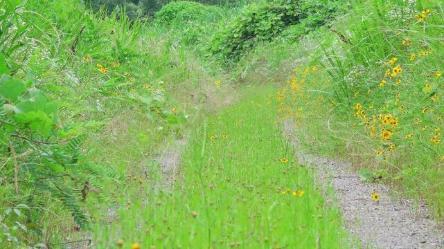 Small white butterflies flying over a narrow rural path with wildflowers in summer