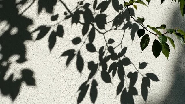 Dark leaf shadows fall on a white textured wall
