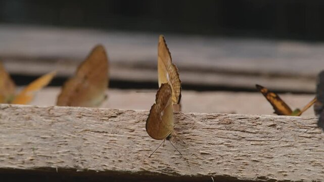 Close up of swarm of orange Common Yeoman butterflies swap their wings and rest on wooden log, peak season of population appearance across tropical forest at Kaeng Krachan National Park, Thailand