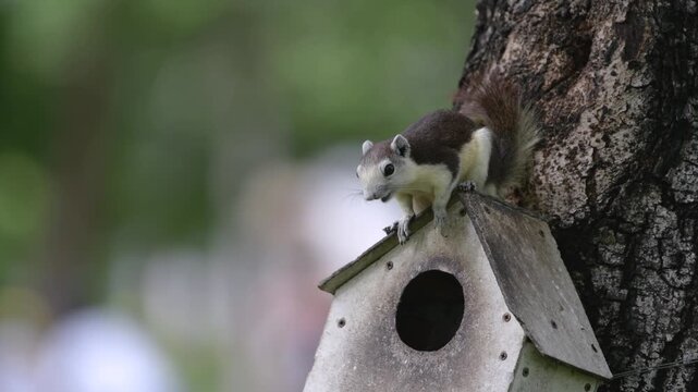 Finlayson's Squirrel picking seeds and nuts inside bird feeder, peel, nibble, and eat food on birdhouse on tree in Bangkok park, human wildlife adaptation of Thailand native species in Southeast Asia 