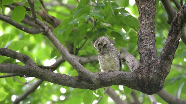 Asian Spotted Owlet perching alone on tree branches that swaying in the blustery wind, moving with bokeh green leafs, wild bird's natural habitat distributing across Bangkok city's park, Thailand