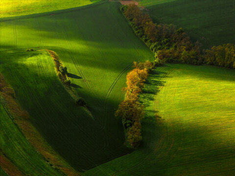 Aerial view of lush green rolling fields and a line of trees casting long shadows in the countryside of Klobouky u Brna, Jihomoravsky kraj, Czechia.