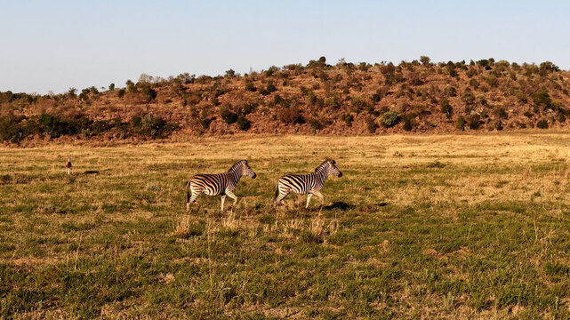 Aerial view of two zebras walking across a grassy savanna landscape with a rocky hill in the background in Saint Lucia, KwaZulu-Natal, South Africa.