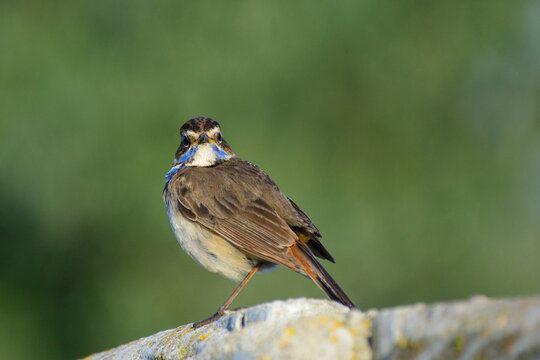 young bluethroat sitting on the fence at sunrise 