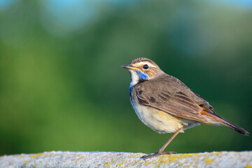 Obraz premium young bluethroat sitting on the fence at sunrise 