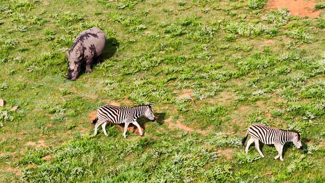 Aerial view of a rhinoceros and two zebras grazing in a grassy field in Saint Lucia, KwaZulu-Natal, South Africa.