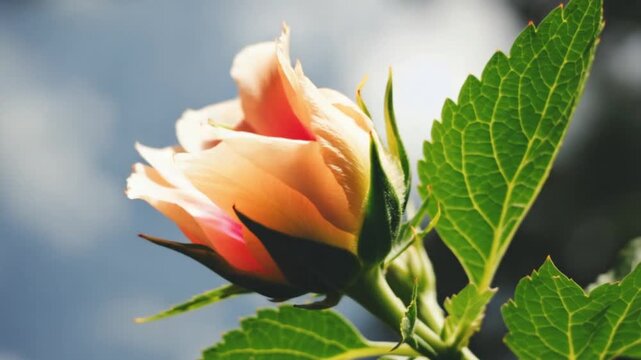 花の開花 / タイムラプス / 美しい成長記録
春の開花 / マクロ撮影 / 神秘的な生命力
つぼみから開花へ