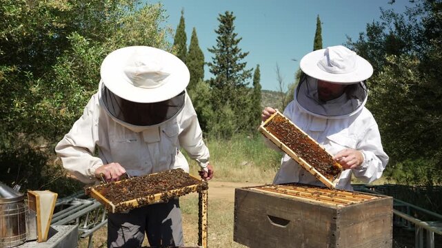 Beekeepers in protective suits inspecting honeycomb frames at apiary