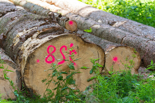 Baumst&auml;mme - Brennholz