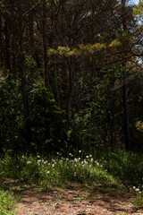 Fototapeta premium Sunlit Forest Clearing with Dandelion Seed Heads in Spring