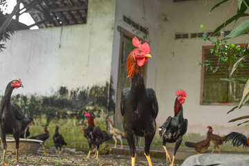 rooster in the farm © Early