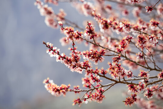 View of delicate pink and white apricot blossoms blooming on branches against a soft blurred background in Altit, Gilgit, Pakistan.