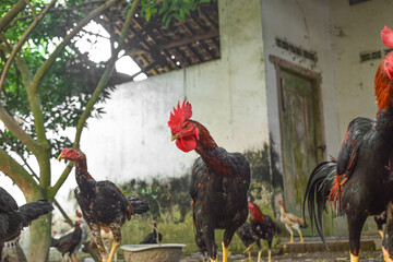 free range chicken © Early