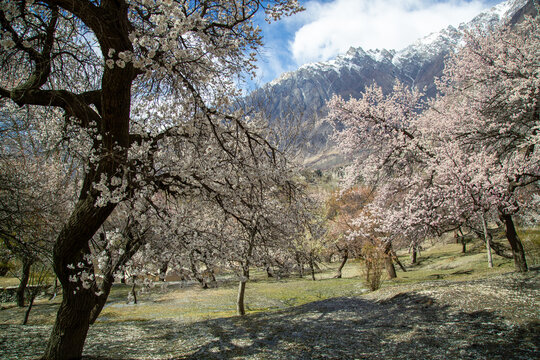 View of blooming apricot trees in the orchard near Altit Fort with snow-capped mountains in the background in Altit, Gilgit, Pakistan.
